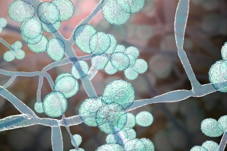 Μύκητας Candida auris: Πόσο πρέπει να ανησυχούμε